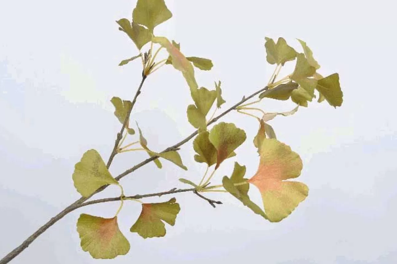 * Addobbi Di Natale | Ramo Di Ginkgo Decorativo 84Cm Verde